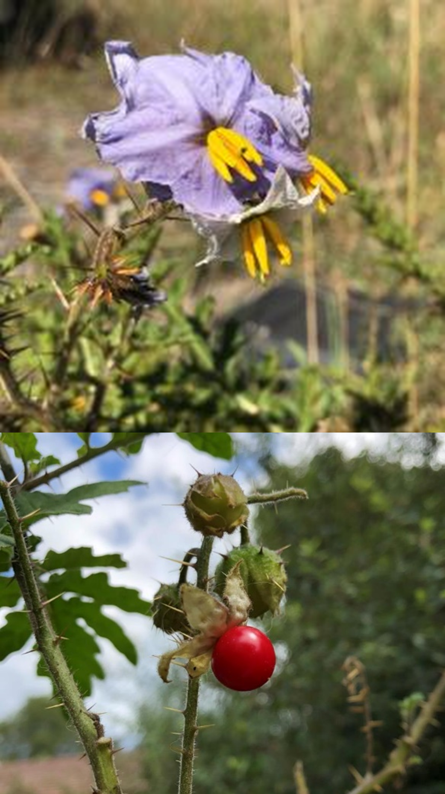 10 October 2024 – Weeds and Biosecurity, with a focus on Sticky&nbsp;Nightshade.