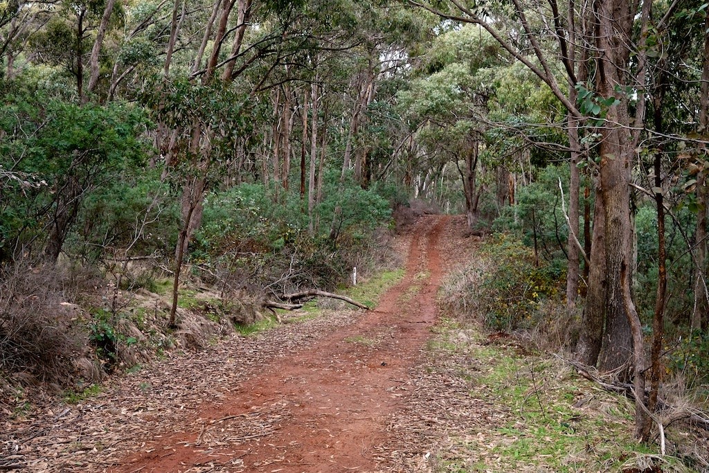 16-March-2025 Remnant Native Forest Mt Canololas