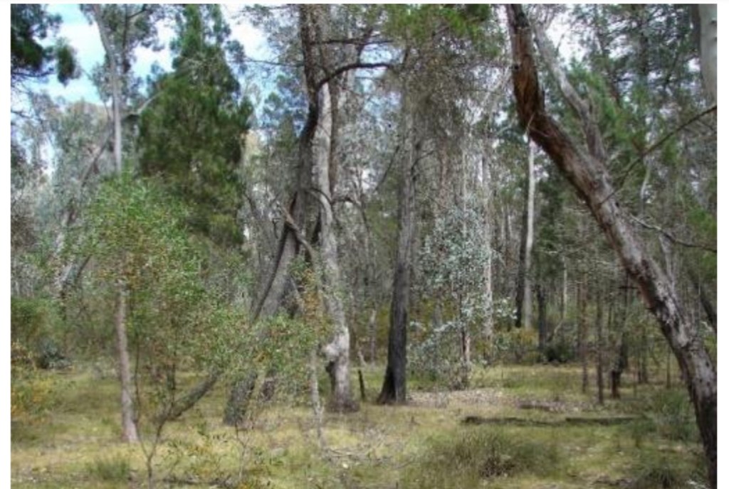 2025-05-11 Sunday- Mogong Creek Trail, Nangar National&nbsp;Park.