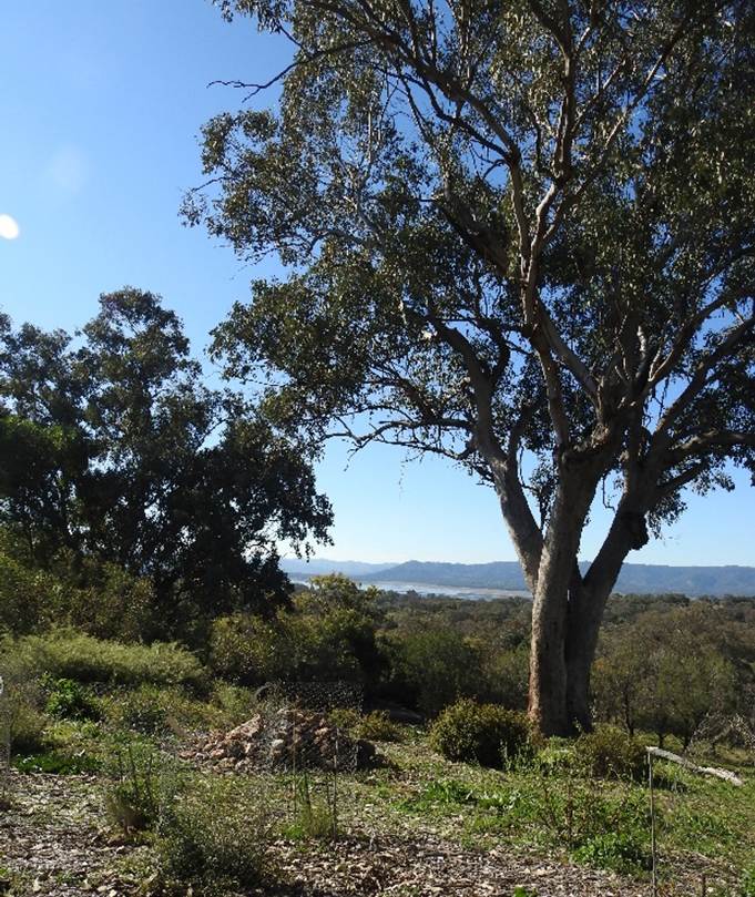 2025-06-15 Sunday – Burrendong Botanic Garden and&nbsp;Arboretum.