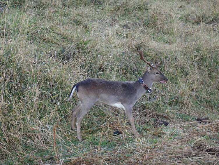 2025-06-12 – Thursday – Dr Sebastien Comte- Feral deer and pigs’ movements in pastoral&nbsp;NSW