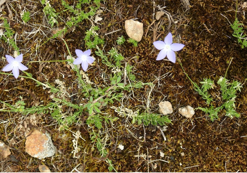 2025-07-10 – Thursday – Dr Col Bower – Evidence for a new species of Bluebell (Wahlenbergia) native to the Mt Canobolas Volcanic&nbsp;Complex.