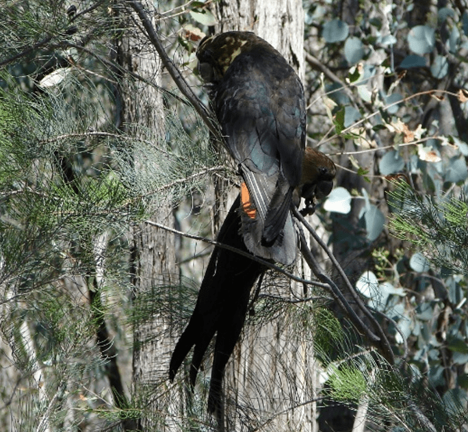 2025-07-13 Sunday – Ironbark Walking Track, Conimbla National Park, west of&nbsp;Cowra.