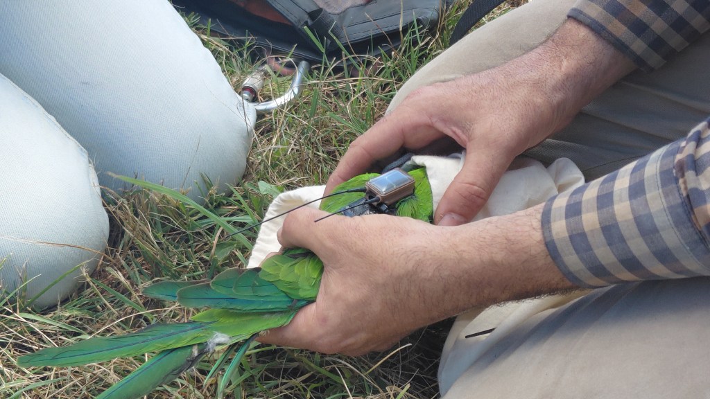 Superb Parrot Monitoring November&nbsp;2025