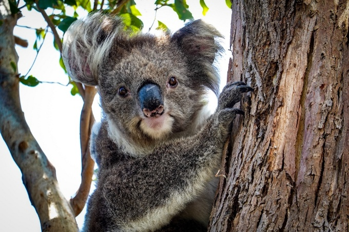 2026-10-08 – Thursday 8 October – Acoustic monitoring of Koalas in the Clifton Grove area 2025