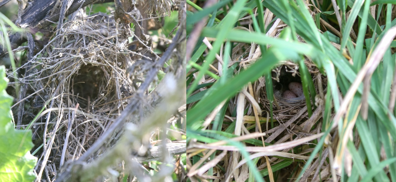 2026-11-12 – Thursday 12th Nov 2026 – The role of climate on nest morphology in Superb fairy-wrens (Malurus cyaneus).